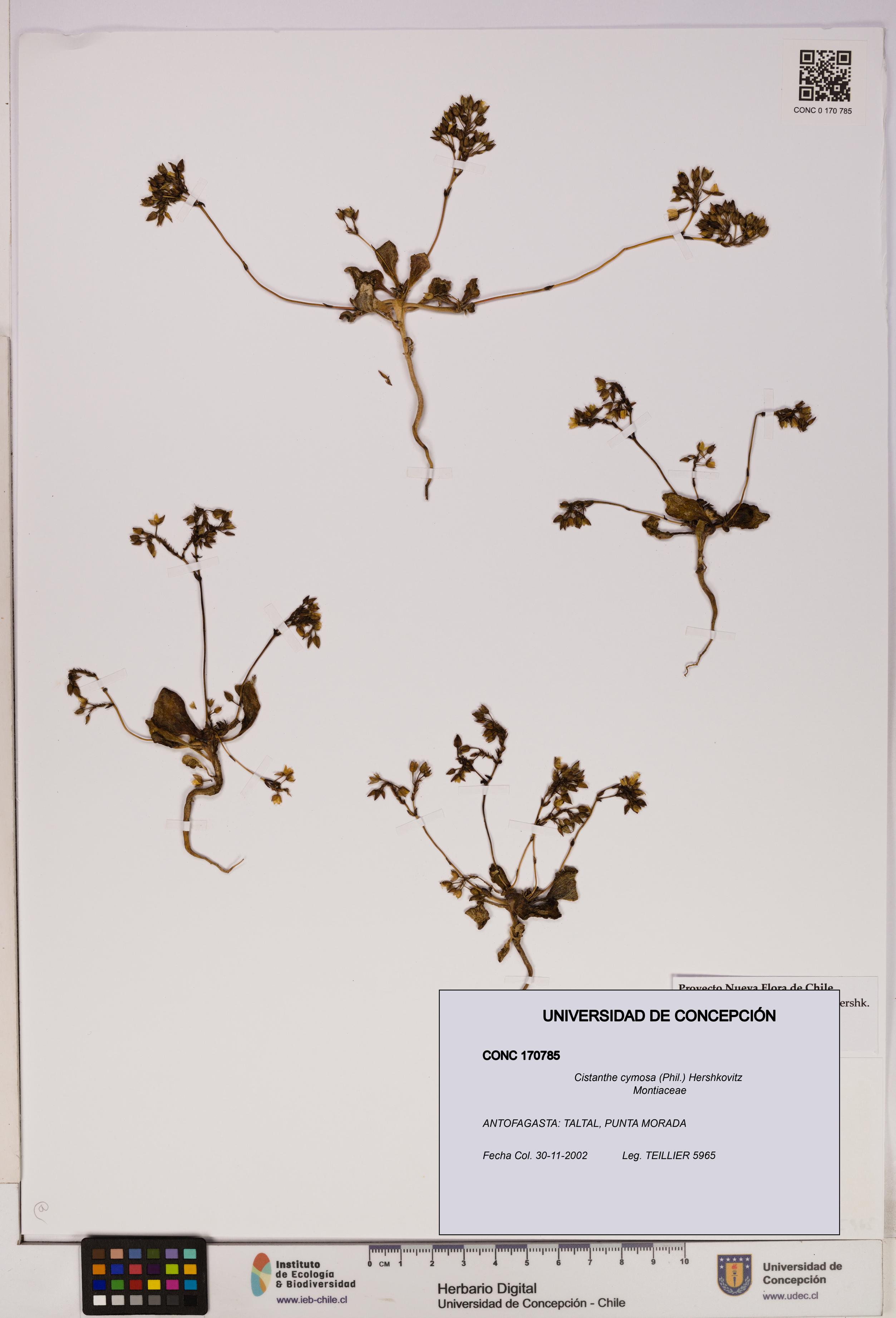 Cistanthe cymosa [Espécimen: UDEC:CONC:0170785]