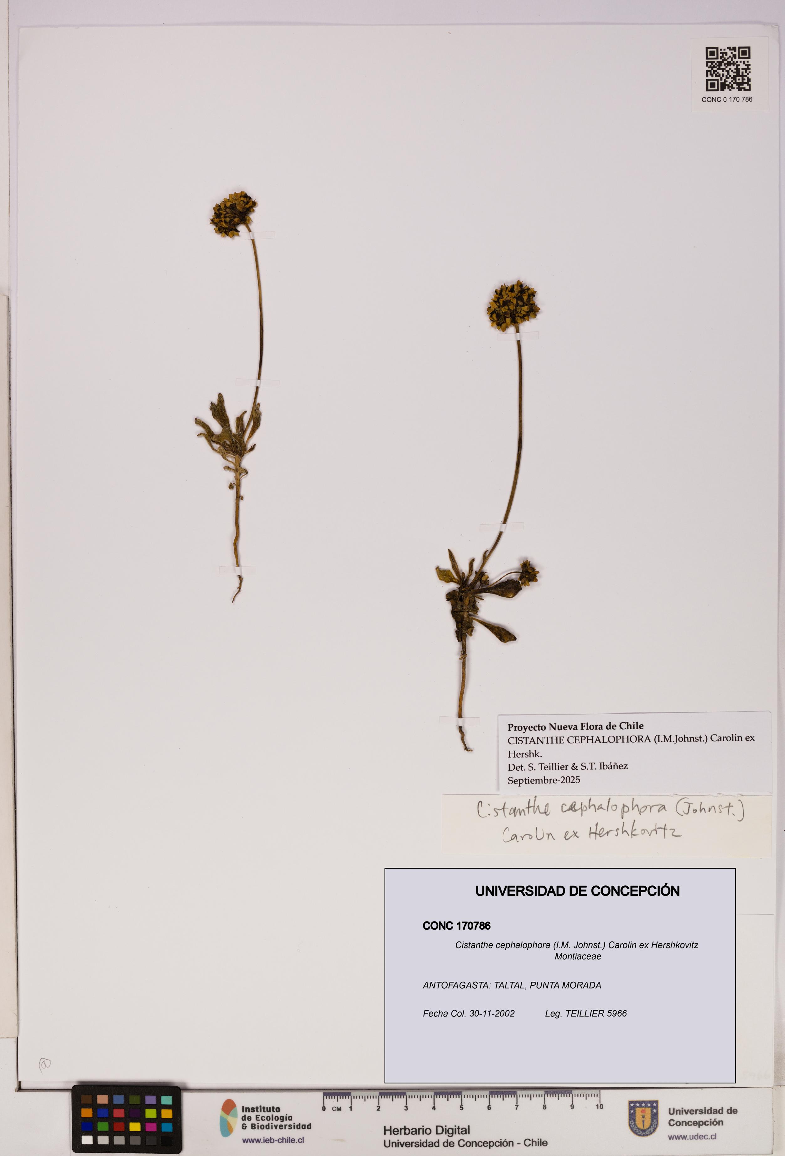 Cistanthe cephalophora [Espécimen: UDEC:CONC:0170786]