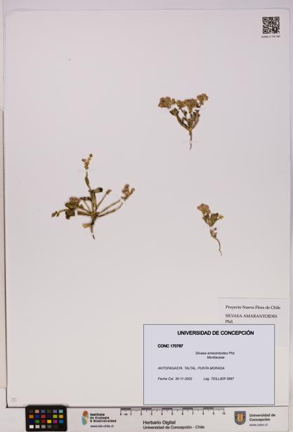 Silvaea amarantoides [Espécimen: UDEC:CONC:0170787]