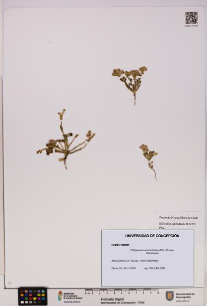 Philippiamra amarantoides [Espécimen: ]