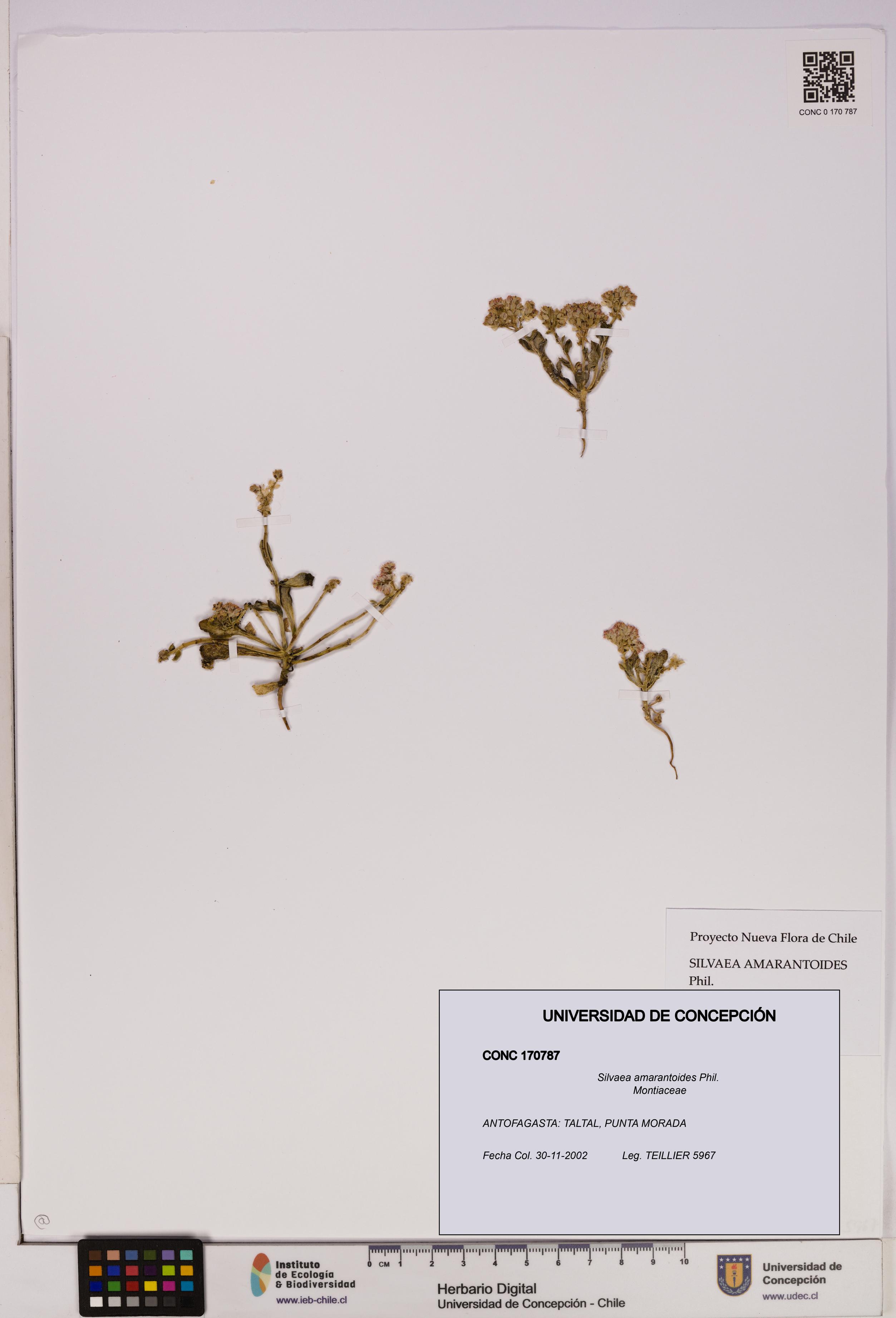 Silvaea amarantoides [Espécimen: UDEC:CONC:0170787]