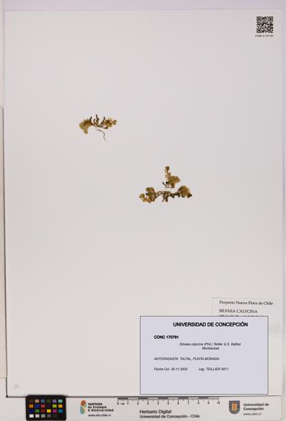Silvaea calycina [Espécimen: UDEC:CONC:0170791]