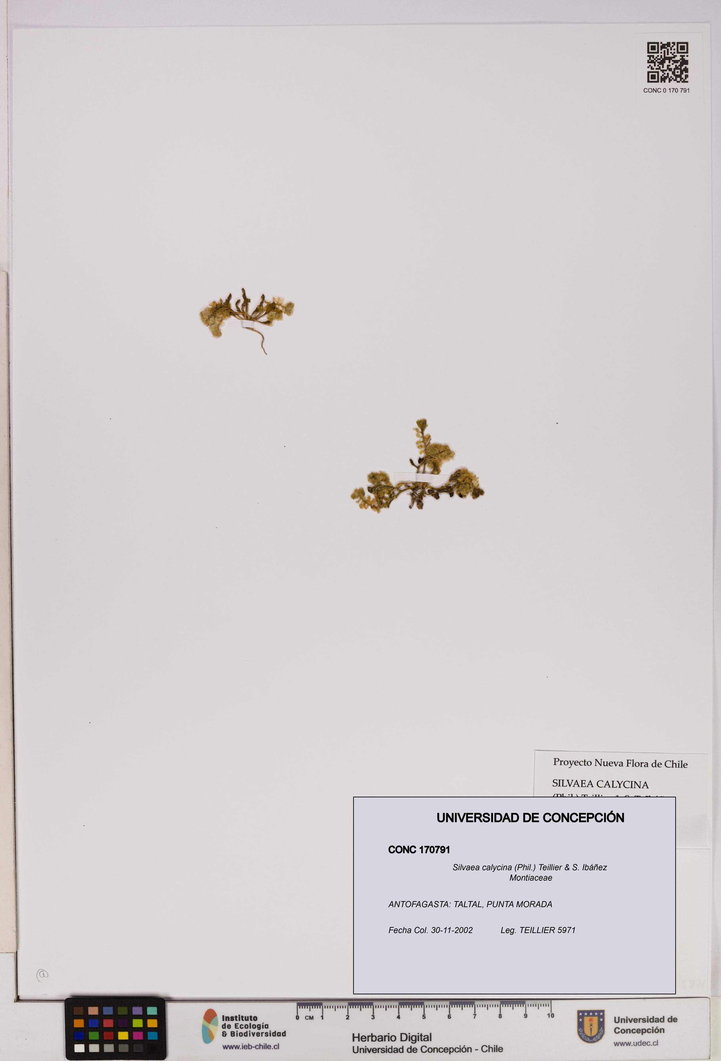 Silvaea calycina [Espécimen: UDEC:CONC:0170791]