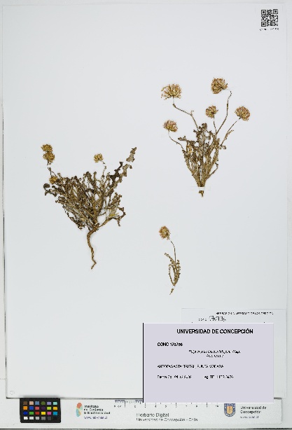Polyachyrus fuscus [Espécimen: UDEC:CONC:0170796]