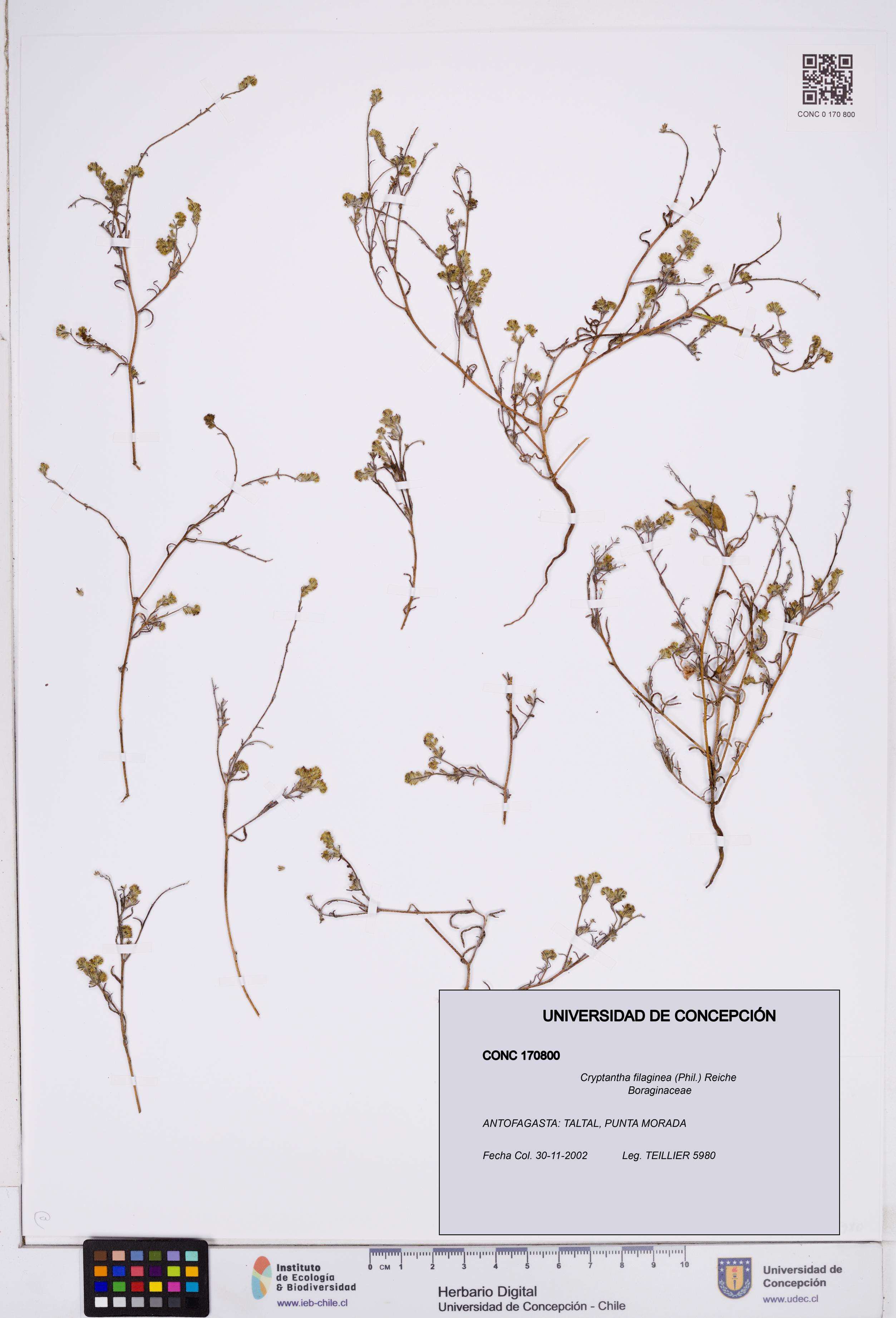 Cryptantha filaginea [Espécimen: ]