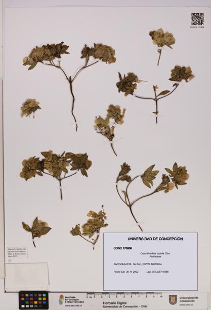 Cruckshanksia pumila [Espécimen: UDEC:CONC:0170806]