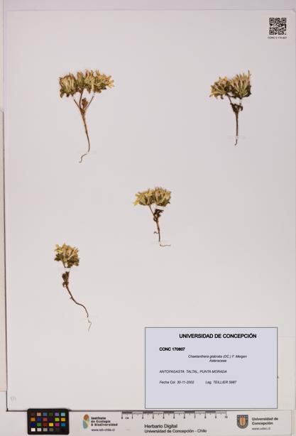 Chaetanthera glabrata [Espécimen: UDEC:CONC:0170807]