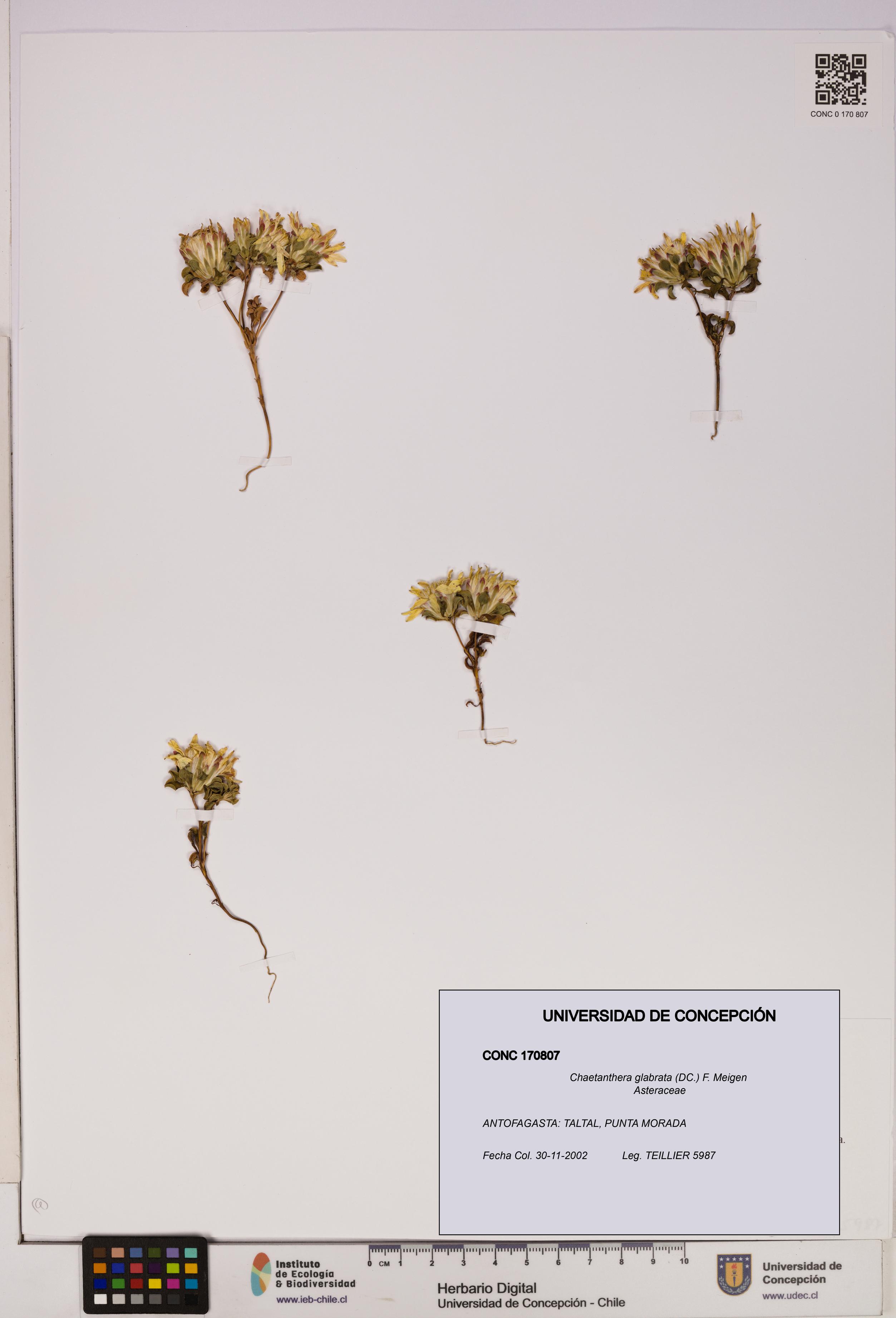 Chaetanthera glabrata [Espécimen: UDEC:CONC:0170807]