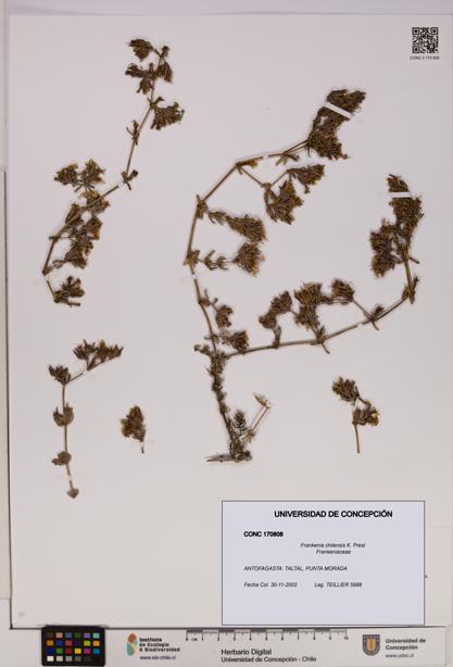 Frankenia chilensis [Espécimen: UDEC:CONC:0170808]