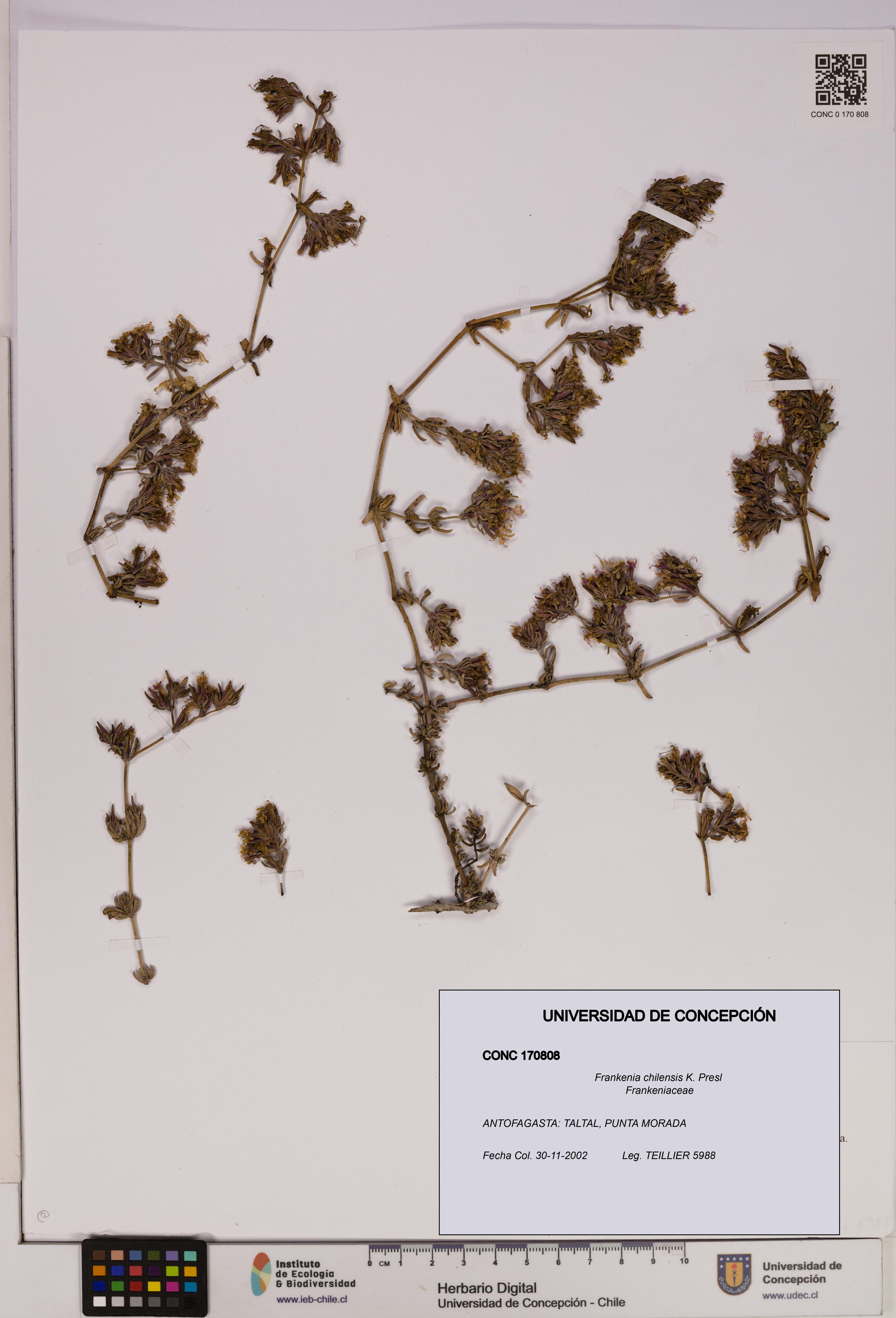 Frankenia chilensis [Espécimen: UDEC:CONC:0170808]