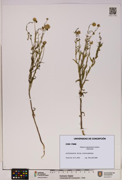 Helenium atacamense [Espécimen: UDEC:CONC:0170809]