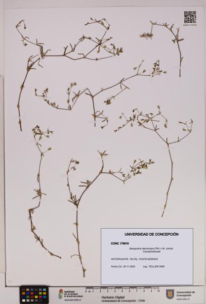 Spergularia stenocarpa [Espécimen: UDEC:CONC:0170815]
