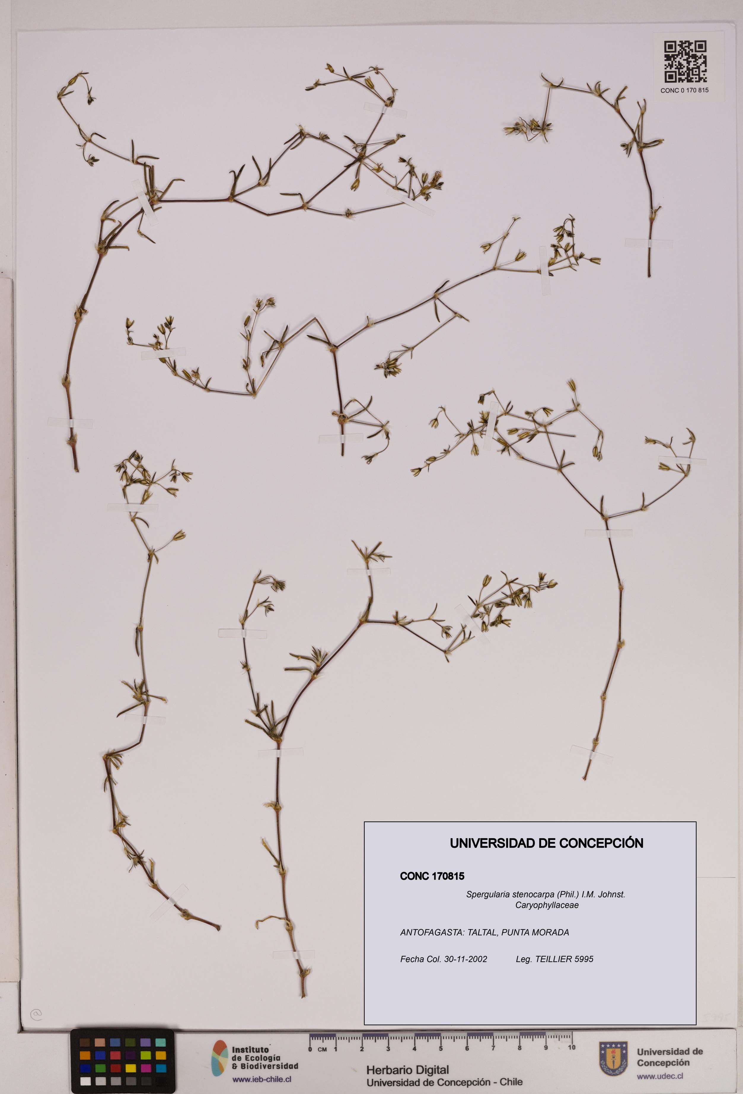 Spergularia stenocarpa [Espécimen: UDEC:CONC:0170815]