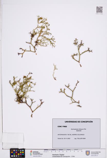 Gymnophyton foliosum [Espécimen: ]