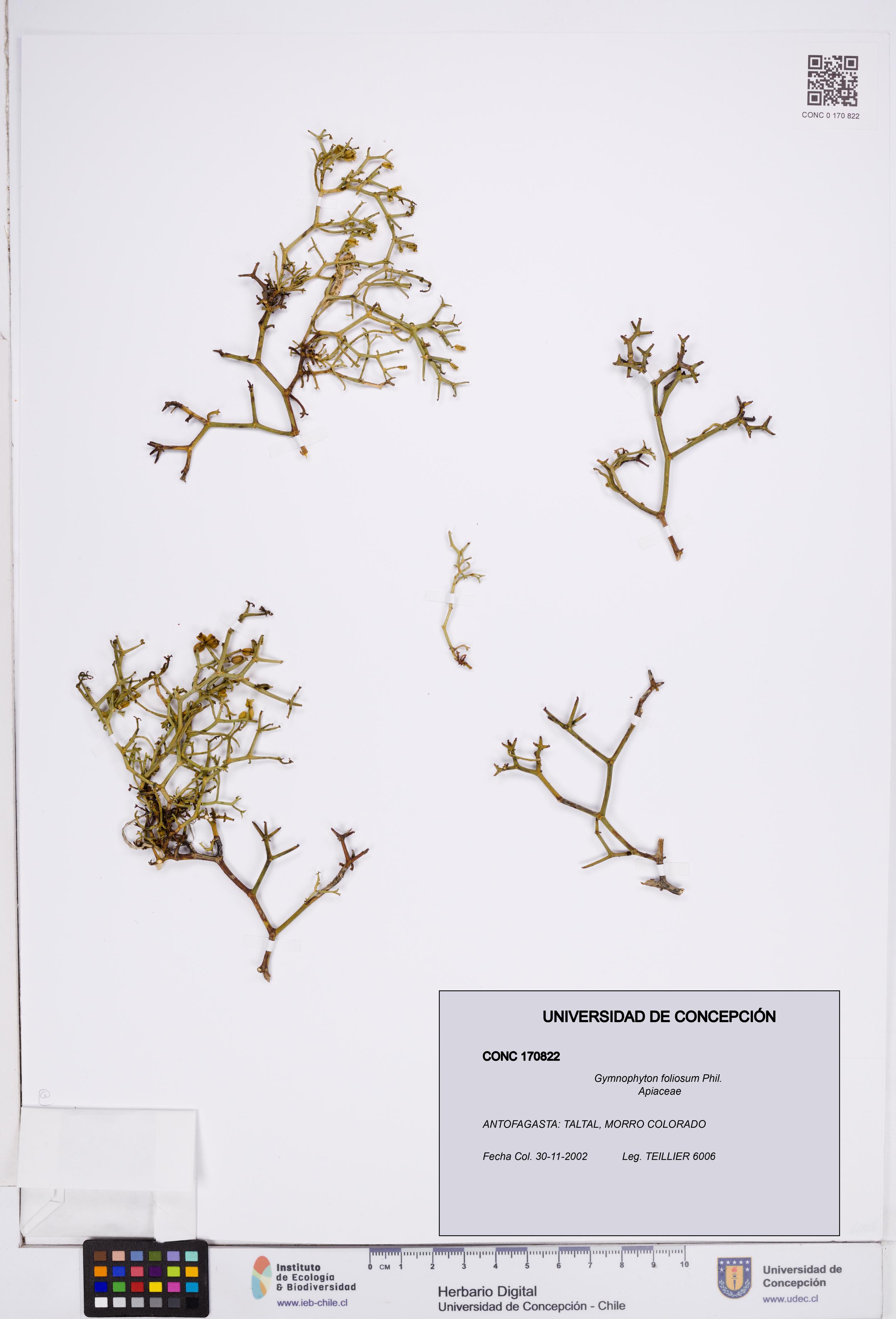 Gymnophyton foliosum [Espécimen: ]