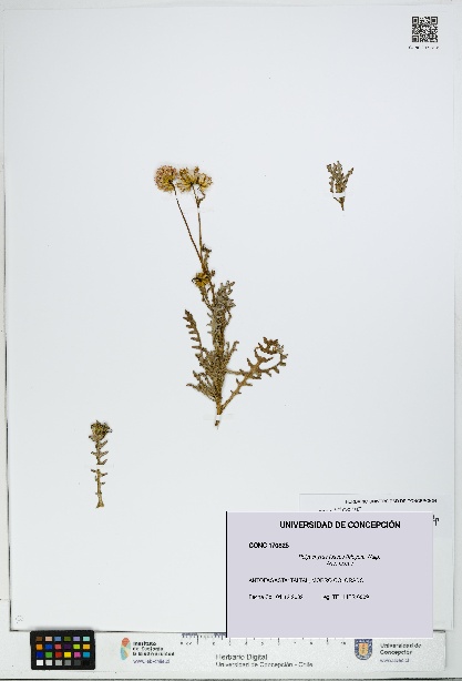 Polyachyrus fuscus [Espécimen: UDEC:CONC:0170825]