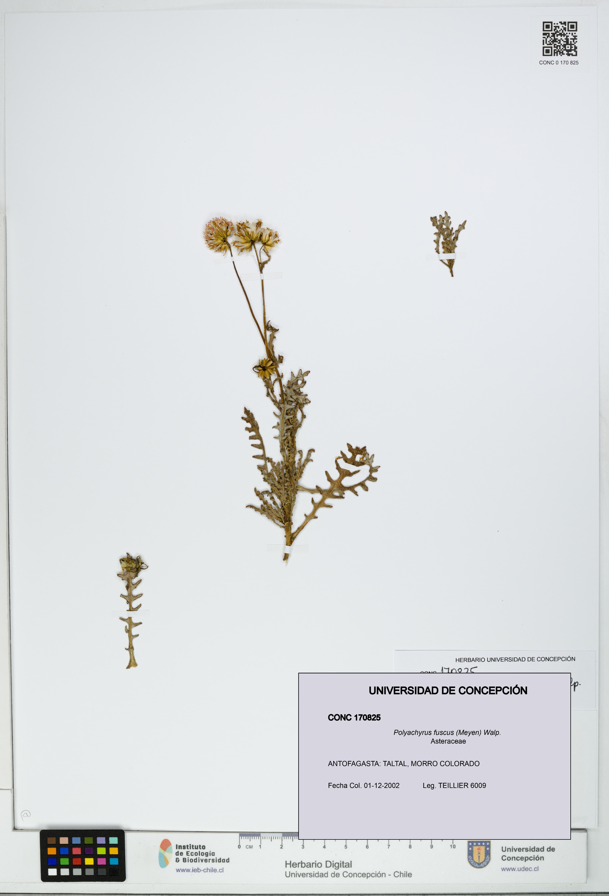 Polyachyrus fuscus [Espécimen: UDEC:CONC:0170825]