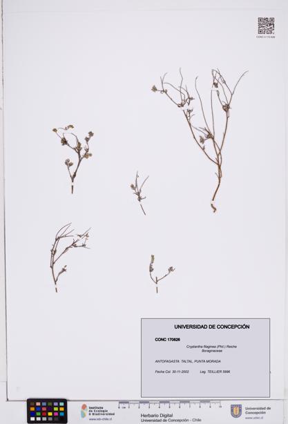 Cryptantha filaginea [Espécimen: ]