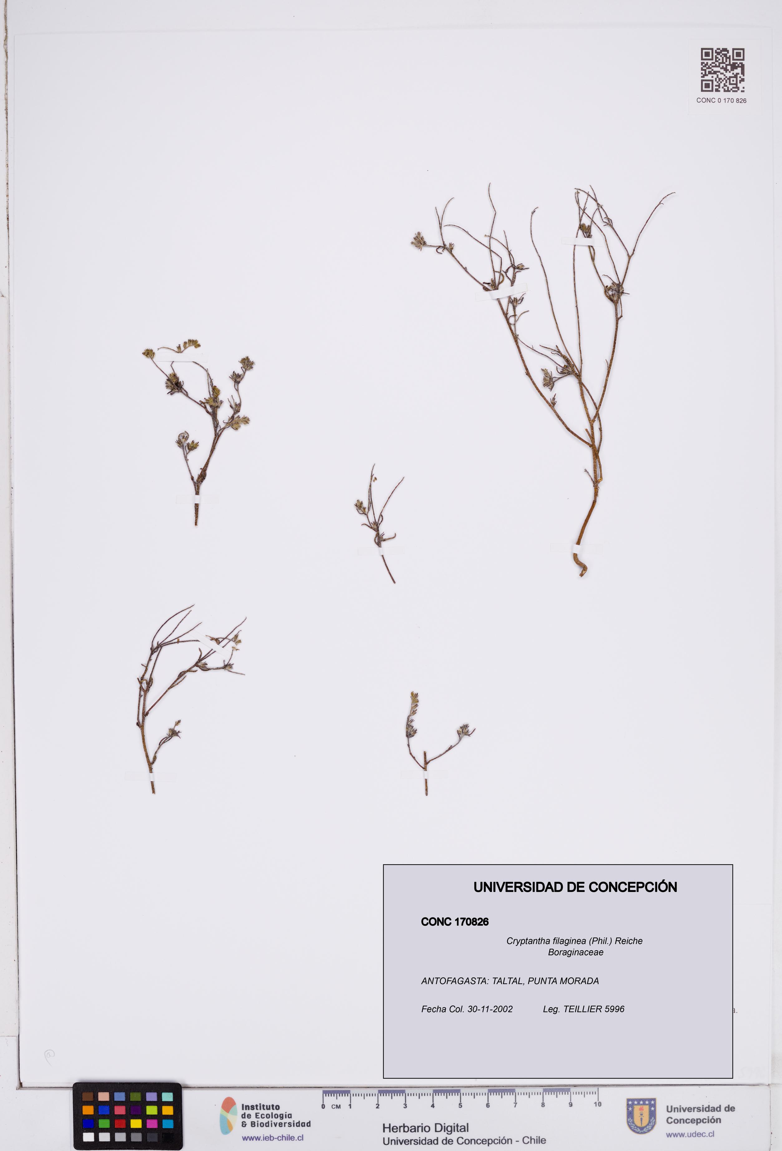 Cryptantha filaginea [Espécimen: ]