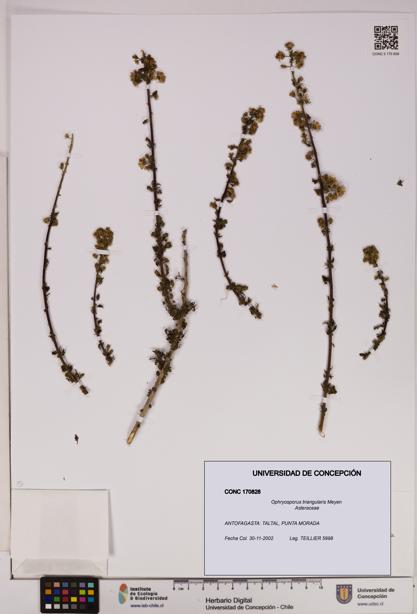 Ophryosporus triangularis [Espécimen: UDEC:CONC:0170828]
