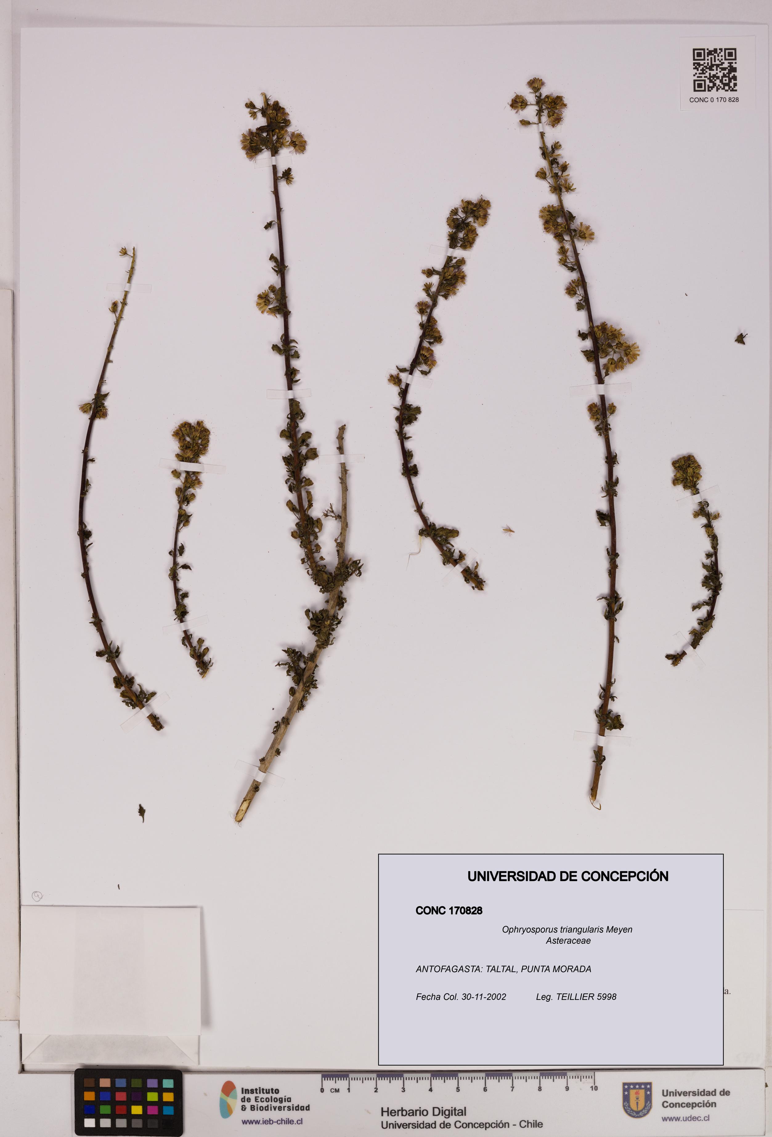 Ophryosporus triangularis [Espécimen: UDEC:CONC:0170828]