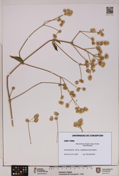 Alternanthera porrigens [Espécimen: UDEC:CONC:0170842]