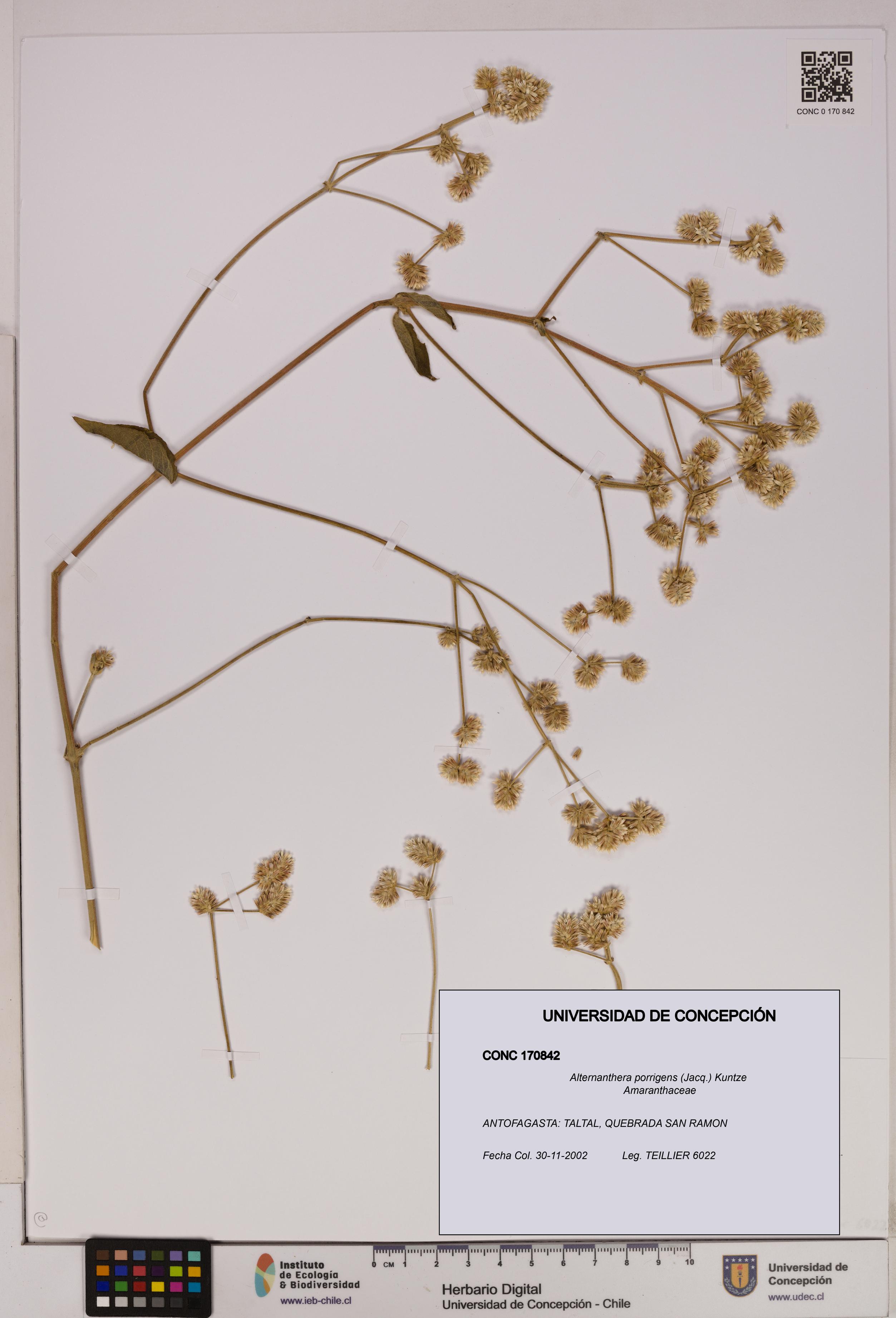 Alternanthera porrigens [Espécimen: UDEC:CONC:0170842]