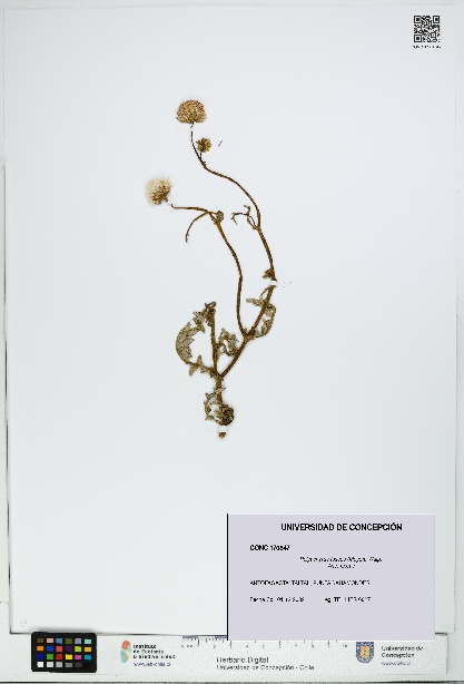 Polyachyrus fuscus [Espécimen: UDEC:CONC:0170847]
