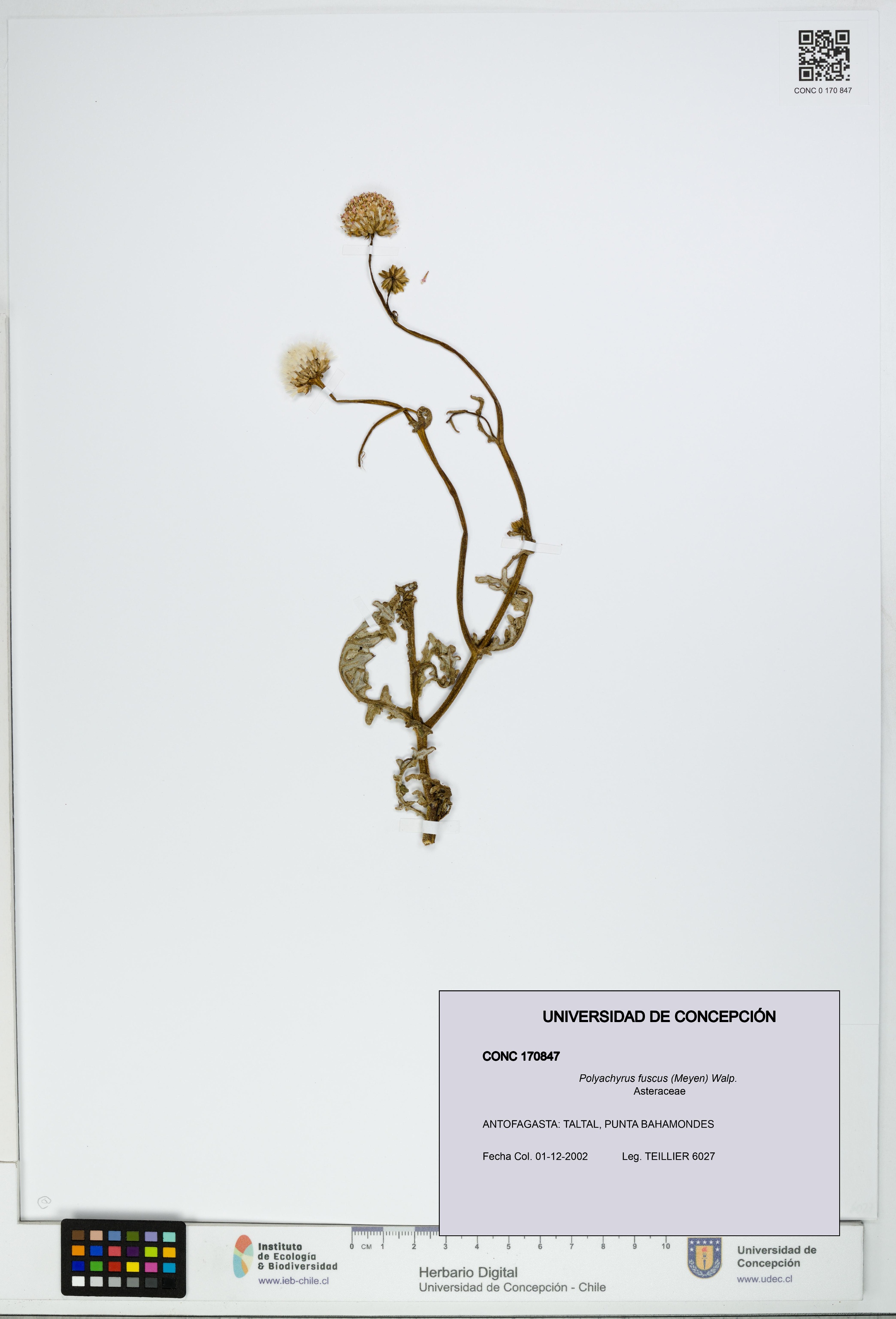 Polyachyrus fuscus [Espécimen: UDEC:CONC:0170847]