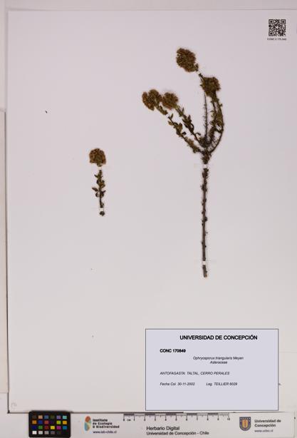 Ophryosporus triangularis [Espécimen: UDEC:CONC:0170849]