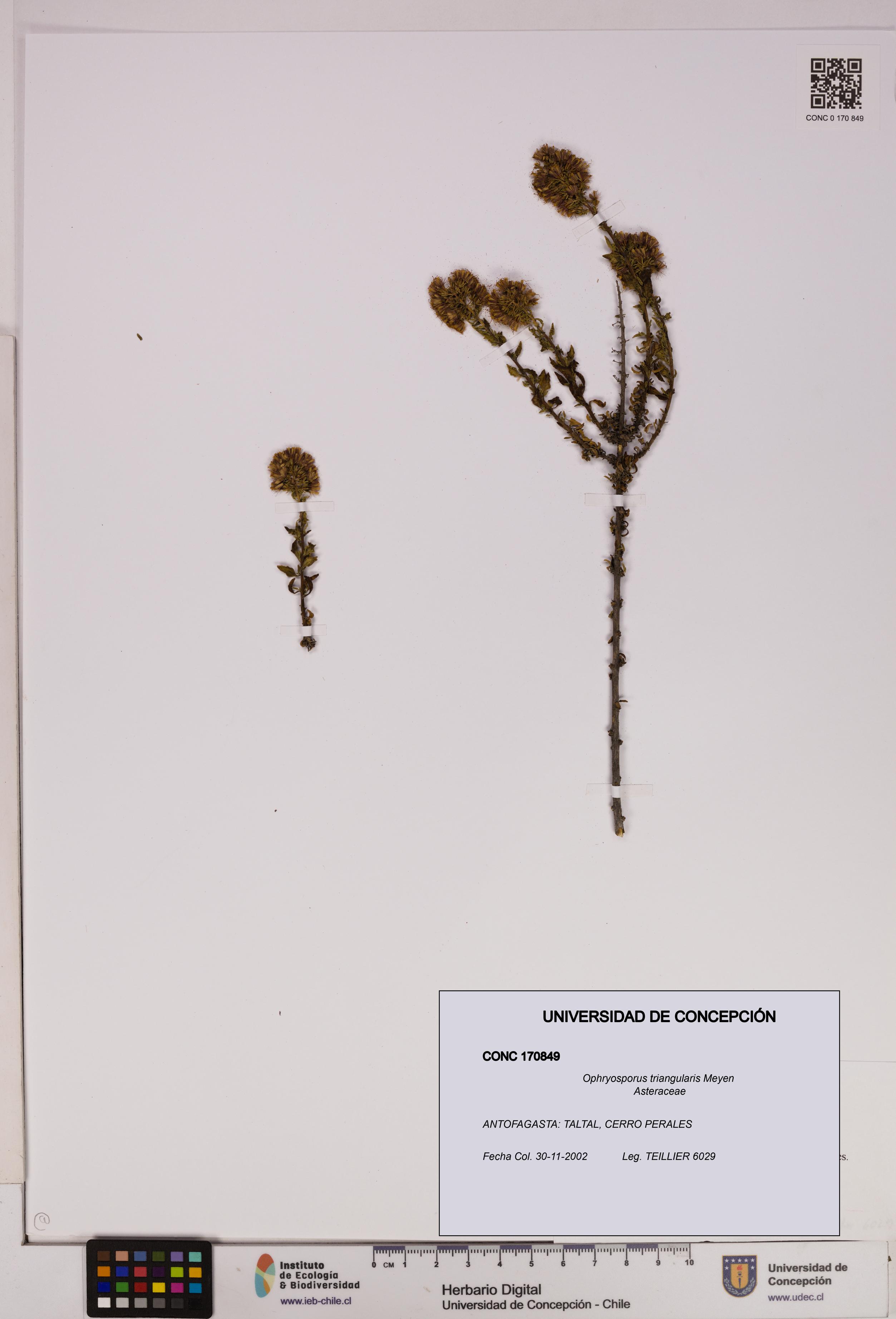 Ophryosporus triangularis [Espécimen: UDEC:CONC:0170849]