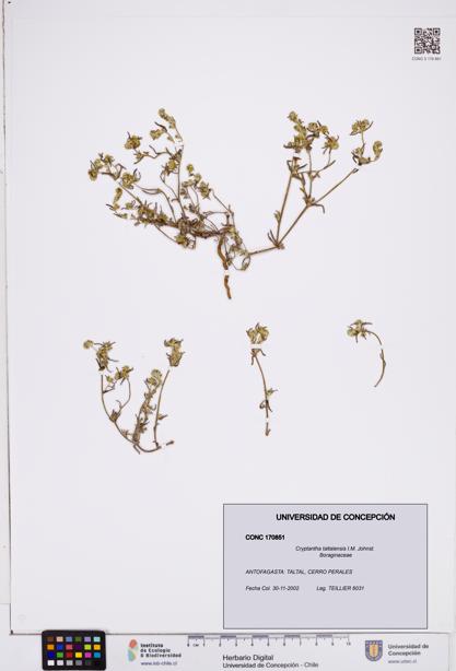 Cryptantha taltalensis [Espécimen: ]