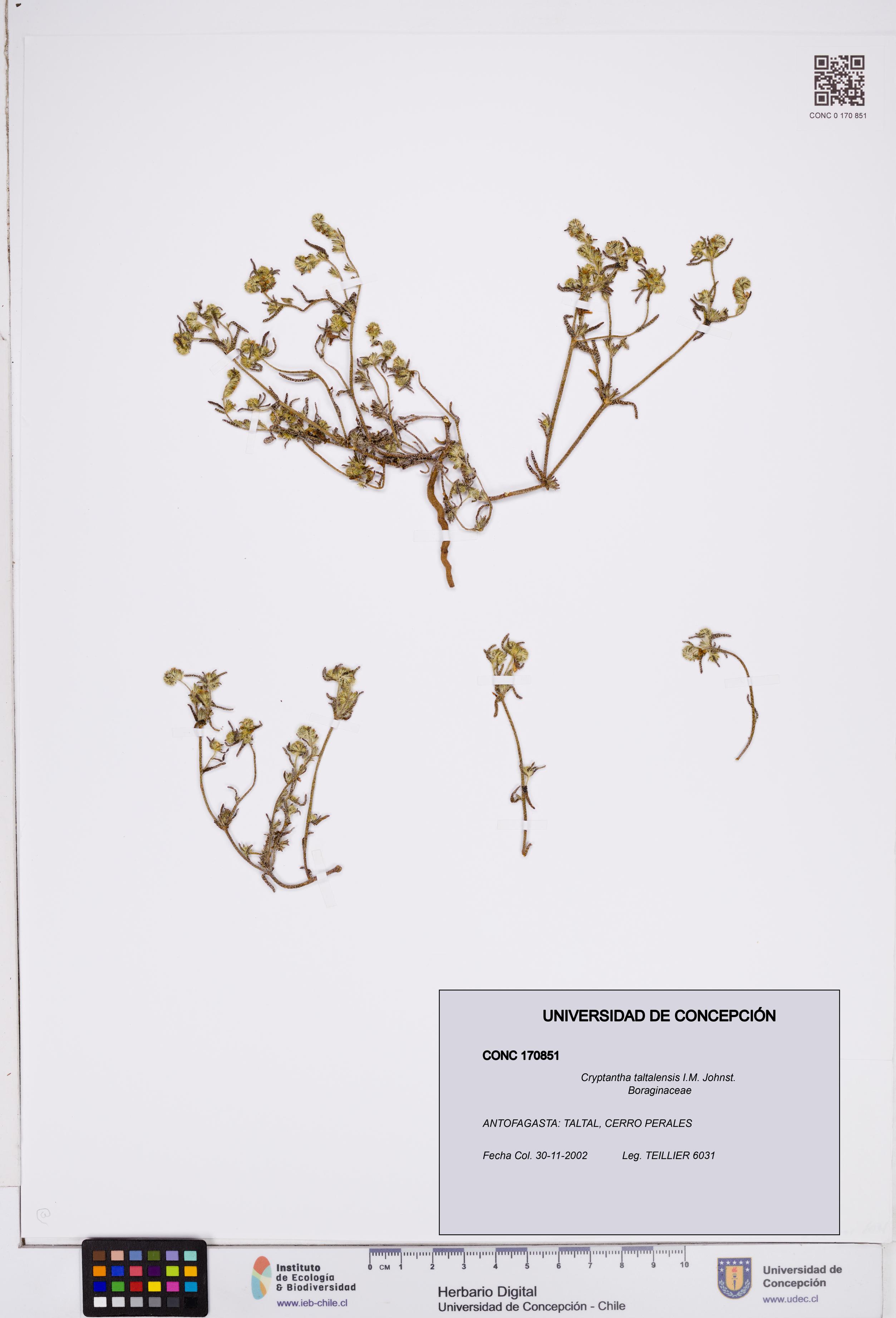 Cryptantha taltalensis [Espécimen: ]