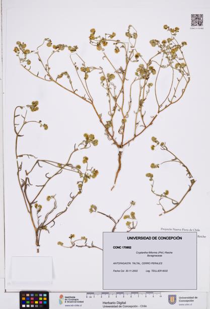 Cryptantha filiformis [Espécimen: ]