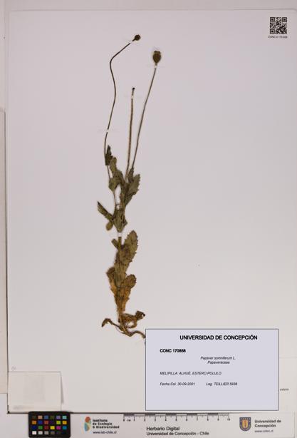 Papaver somniferum [Espécimen: UDEC:CONC:0170858]