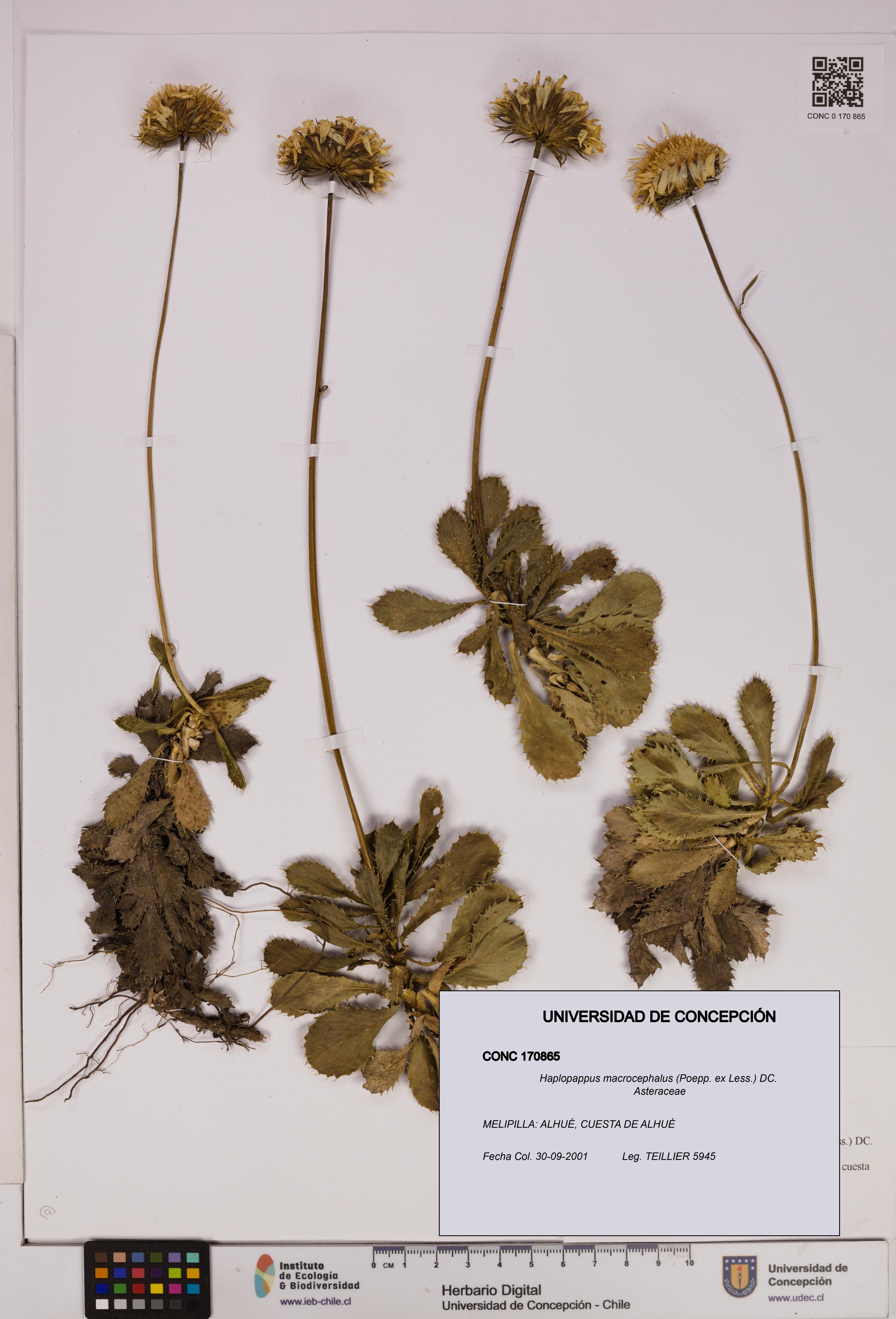 Haplopappus macrocephalus [Espécimen: UDEC:CONC:0170865]