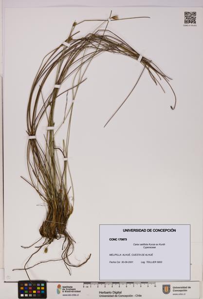 Carex setifolia [Espécimen: UDEC:CONC:0170873]
