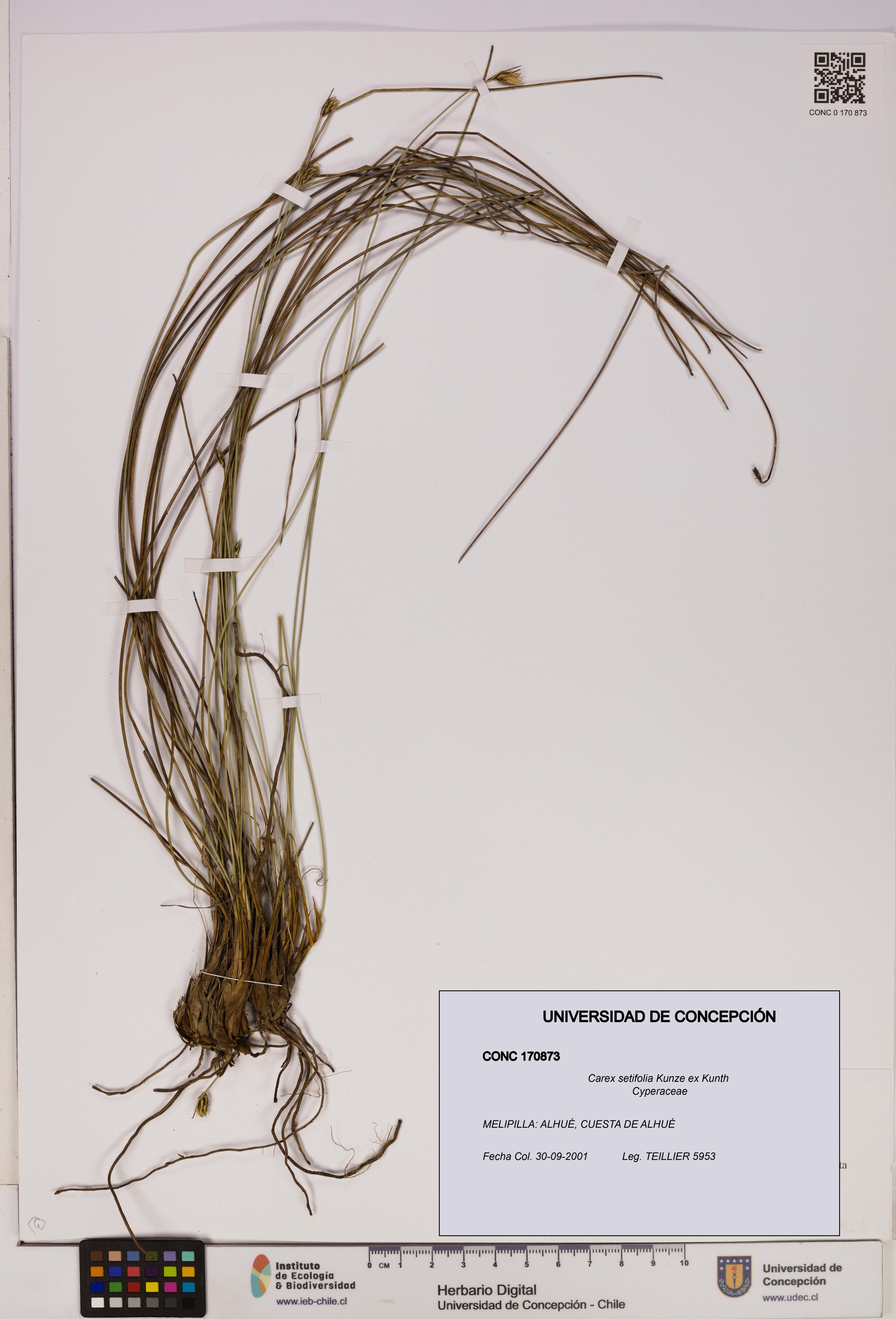 Carex setifolia [Espécimen: UDEC:CONC:0170873]