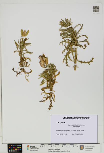 Mathewsia foliosa [Espécimen: UDEC:CONC:0170876]
