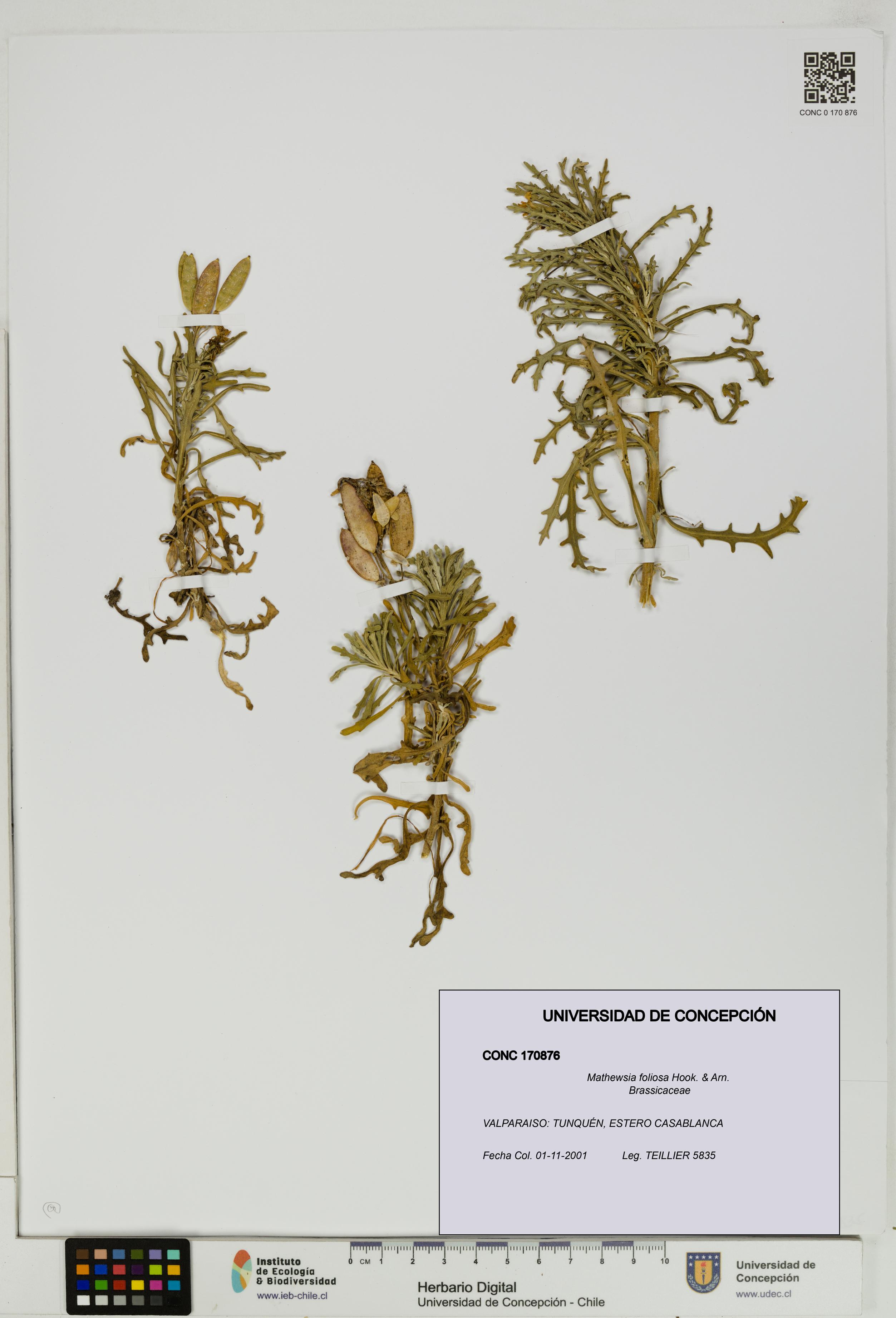 Mathewsia foliosa [Espécimen: UDEC:CONC:0170876]