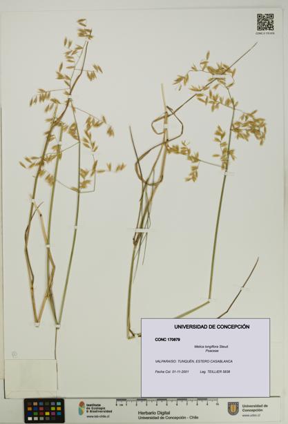Melica longiflora [Espécimen: UDEC:CONC:0170879]