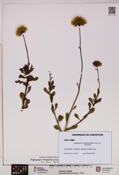 Haplopappus chrysanthemifolius [Espécimen: UDEC:CONC:0170888]