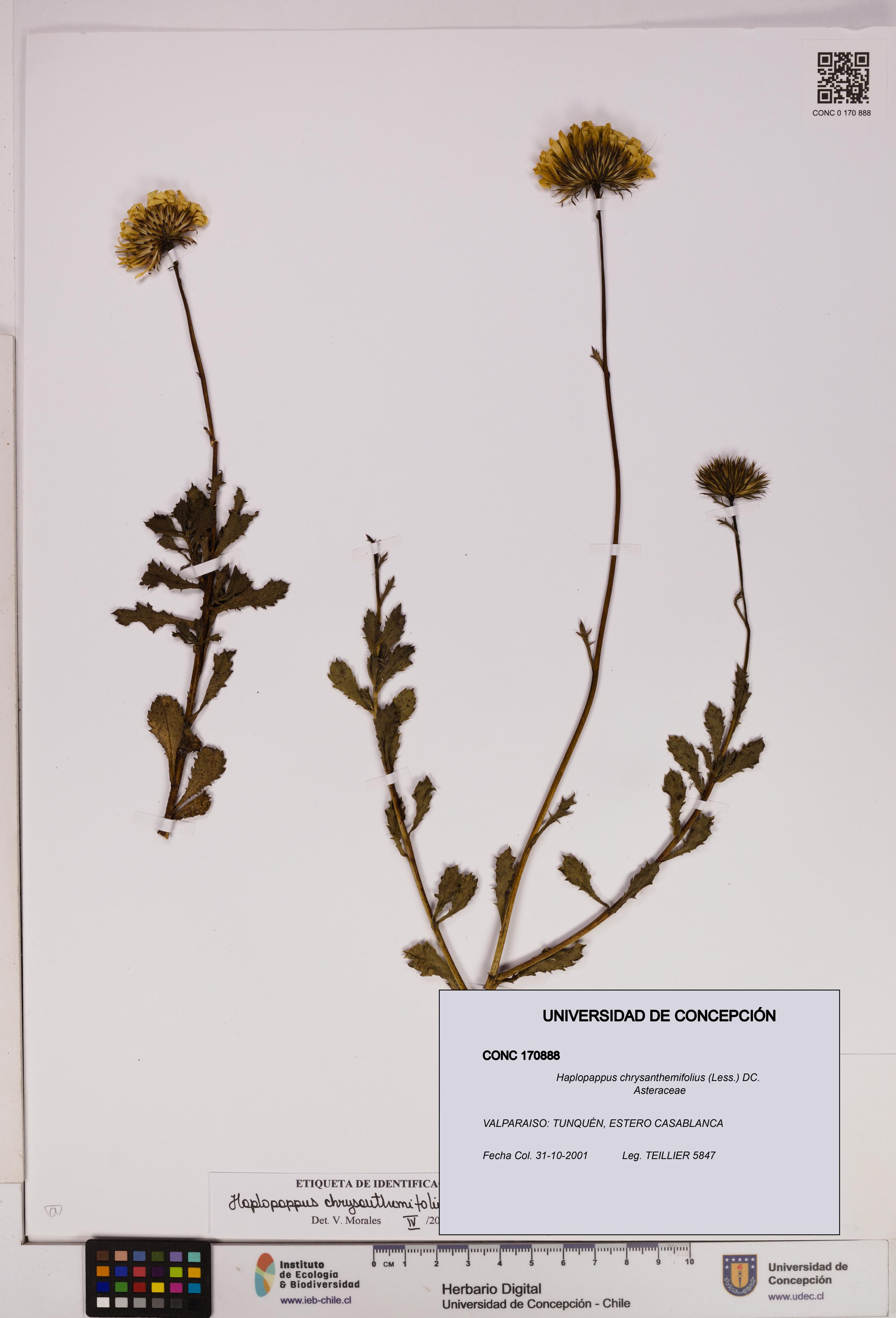 Haplopappus chrysanthemifolius [Espécimen: UDEC:CONC:0170888]