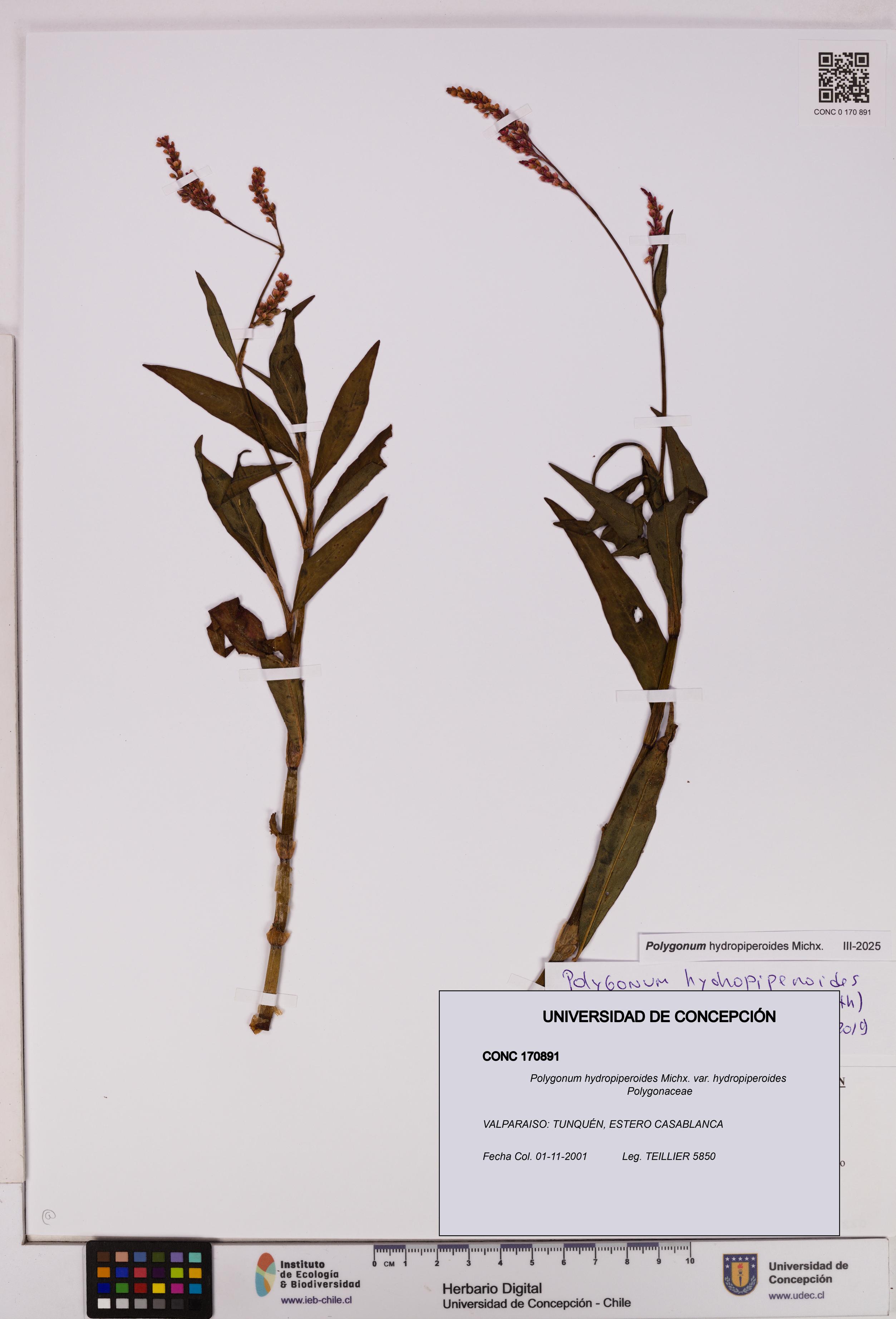 Polygonum hydropiperoides var. hydropiperoides [Espécimen: UDEC:CONC:0170891]