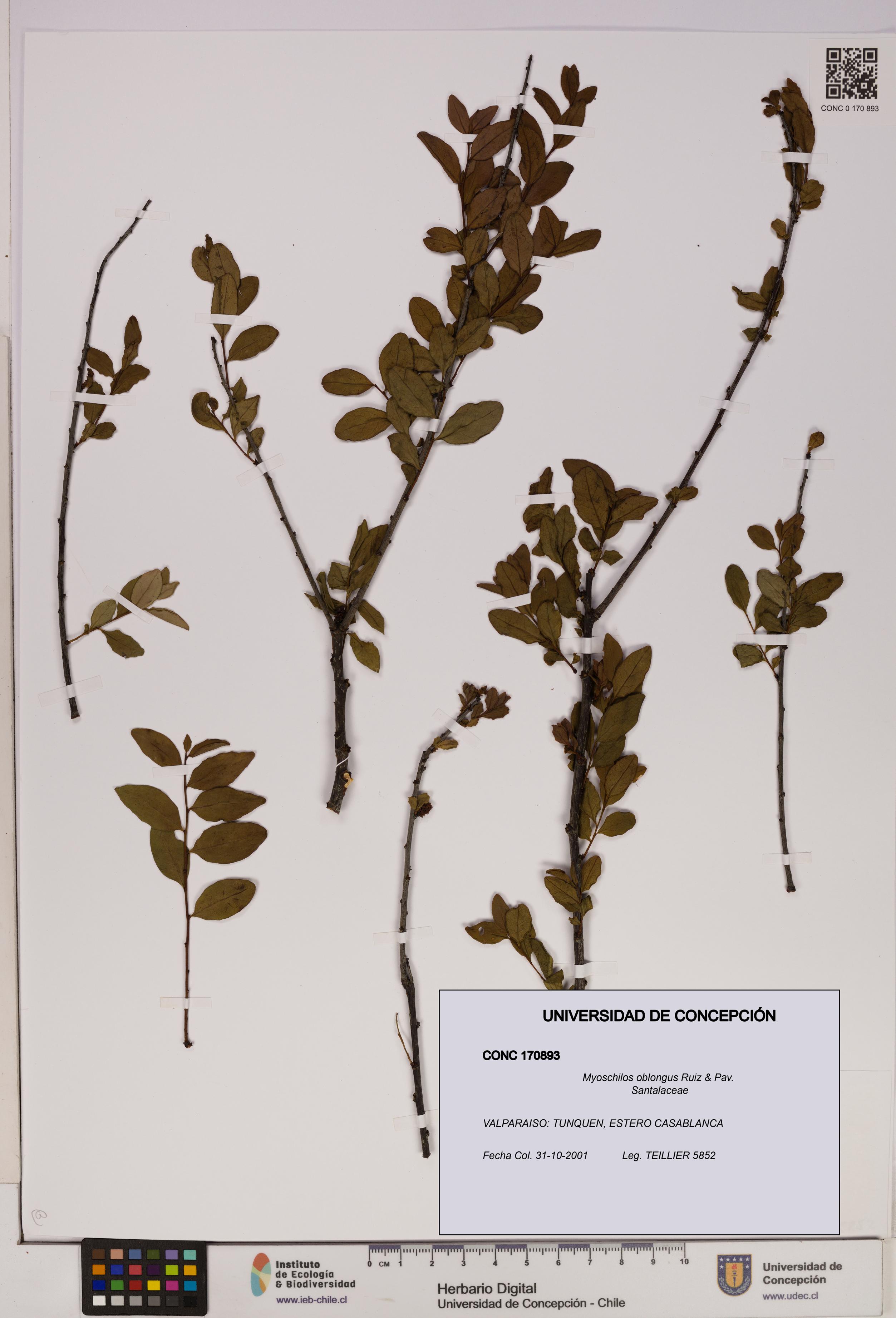 Myoschilos oblongus [Espécimen: UDEC:CONC:0170893]