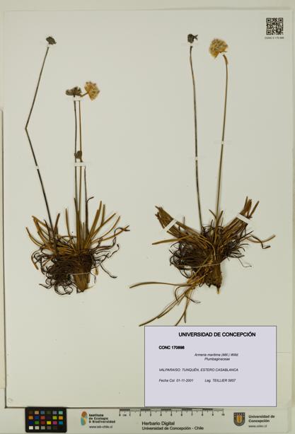Armeria maritima [Espécimen: UDEC:CONC:0170898]