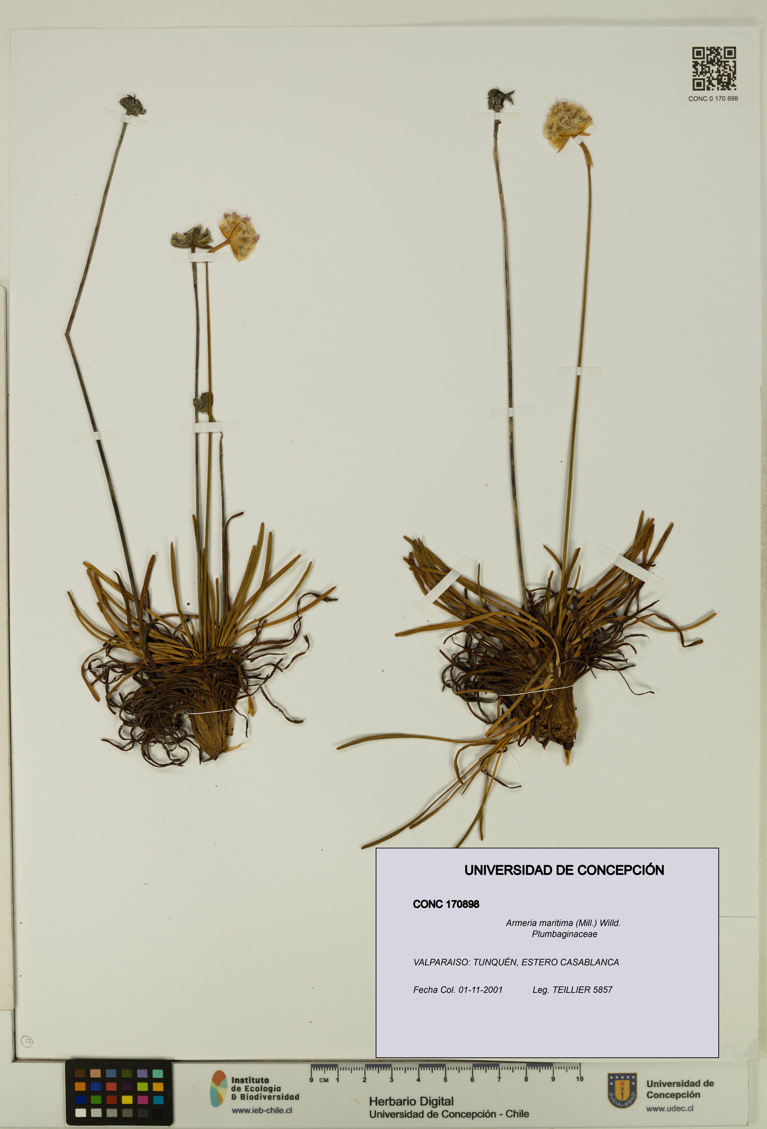 Armeria maritima [Espécimen: UDEC:CONC:0170898]