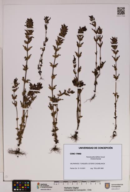 Parentucellia latifolia [Espécimen: UDEC:CONC:0170902]