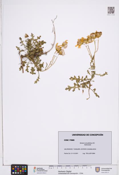 Senecio sinuatilobus [Espécimen: ]