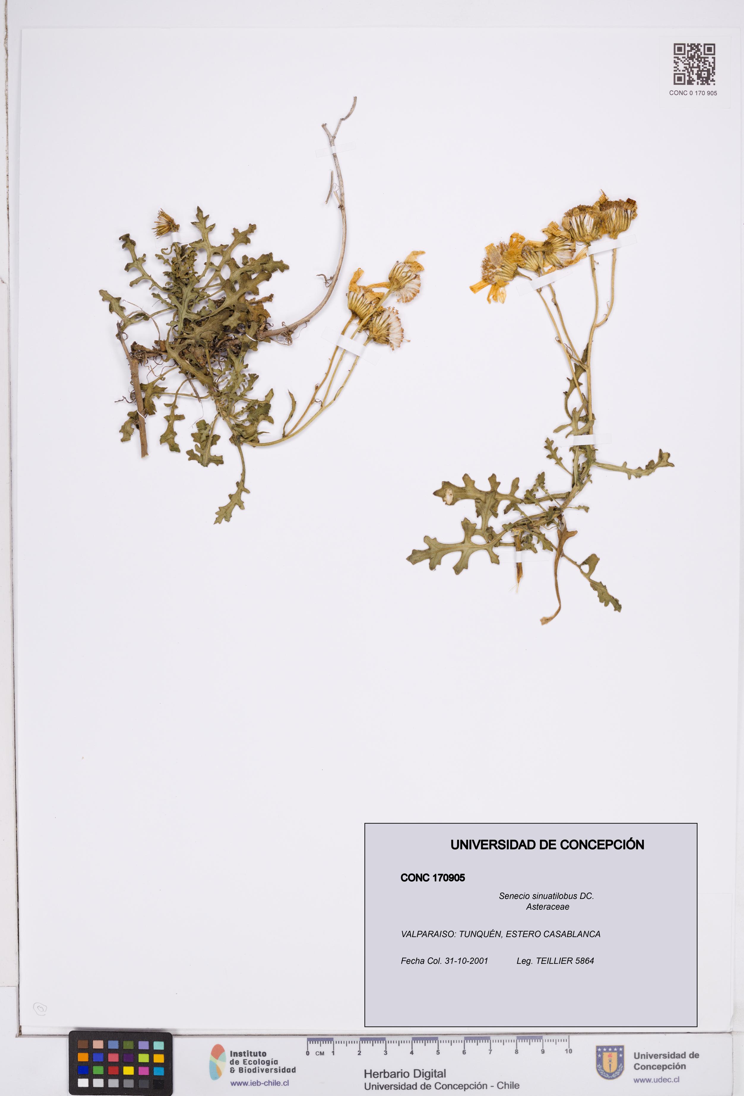 Senecio sinuatilobus [Espécimen: ]